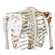 Esqueleto Humano a 12